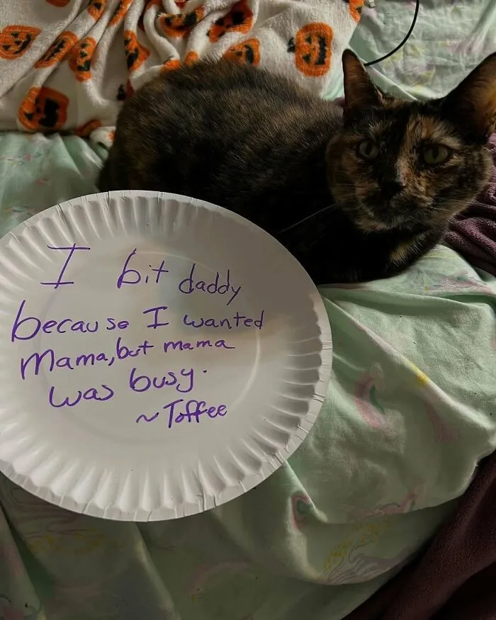 Cat Confessions