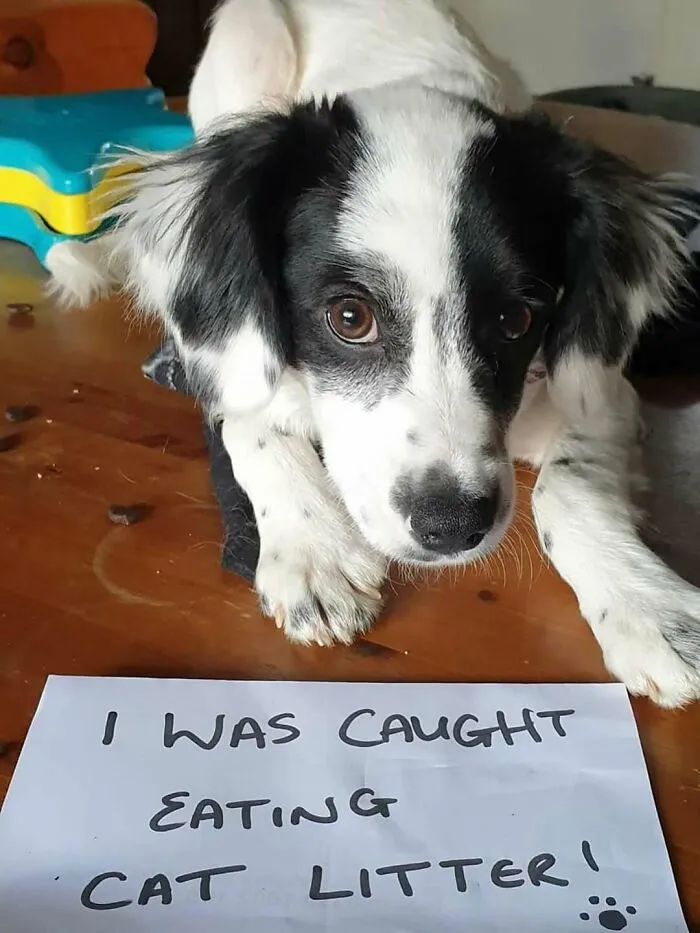 Can’t Be Mad At That Face