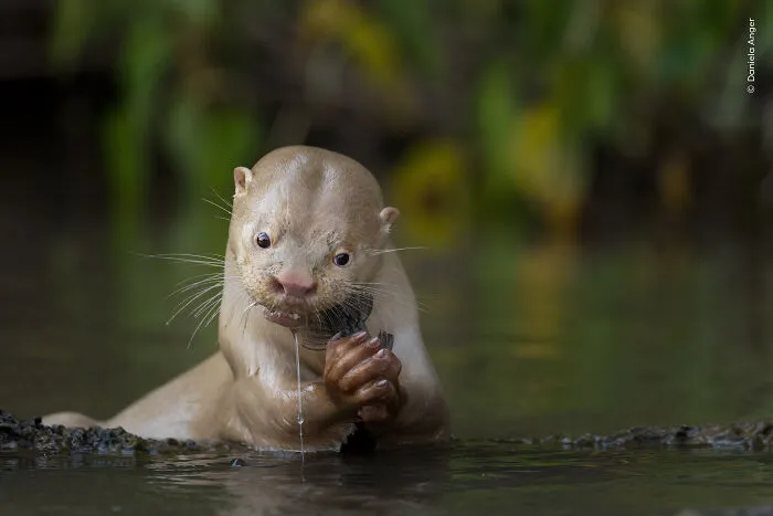 23 Wildlife Photos Shortlisted For The Natural History Museum People’s Choice Award