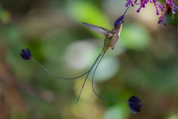 23 Wildlife Photos Shortlisted For The Natural History Museum People’s Choice Award