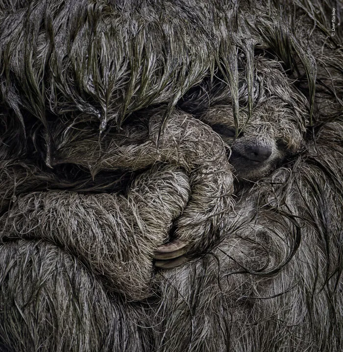 23 Wildlife Photos Shortlisted For The Natural History Museum People’s Choice Award