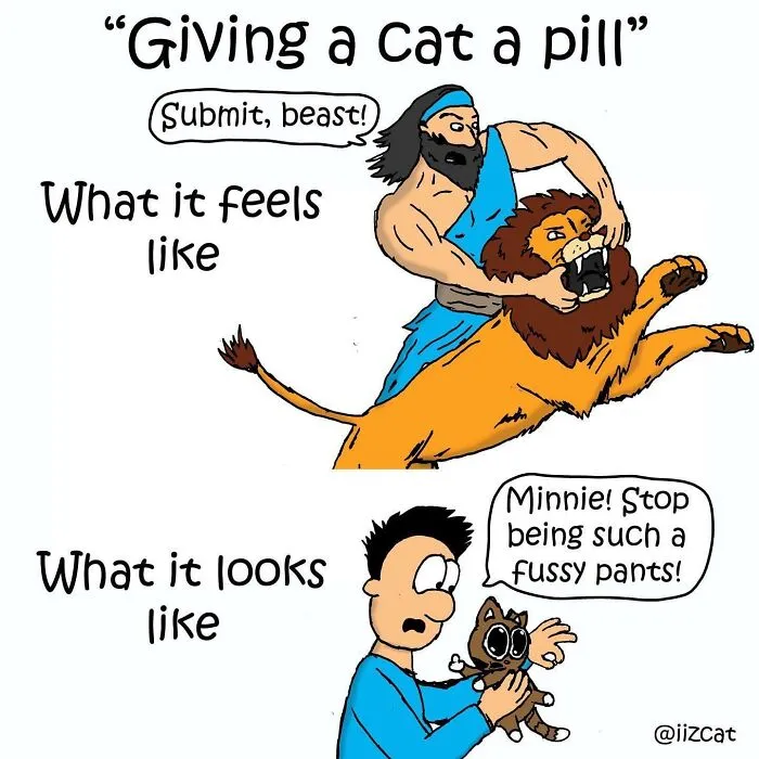 This Cartoonist Turns Everyday Cat Nonsense Into Hilarious Comics (29 New Comics)