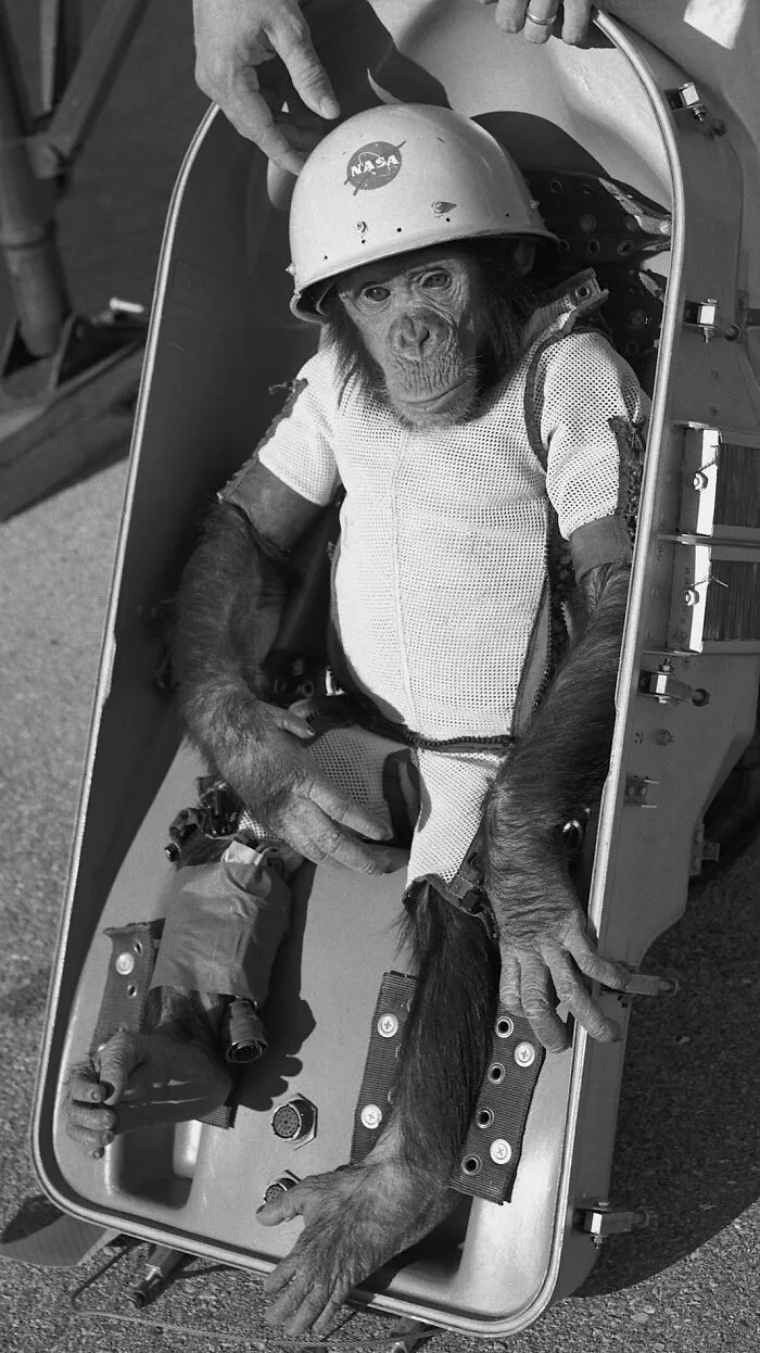 Albert II - First Primate In Space