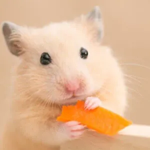 HamsterGirl