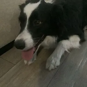 Yuki