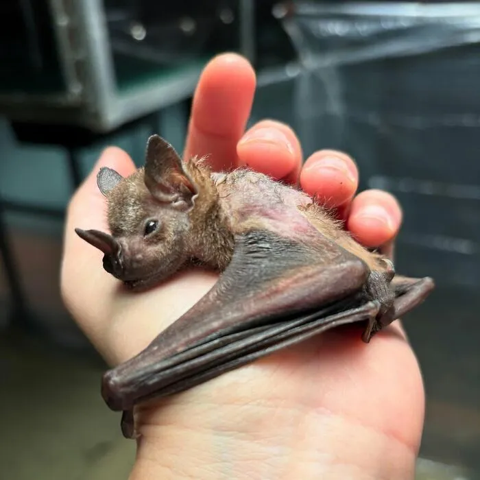 35 Photos Of Rescued Bats That Prove These Animals Are Full Of Personality