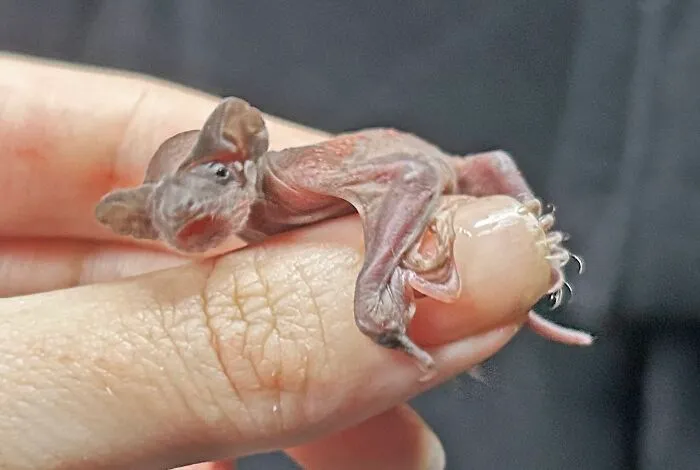 35 Photos Of Rescued Bats That Prove These Animals Are Full Of Personality