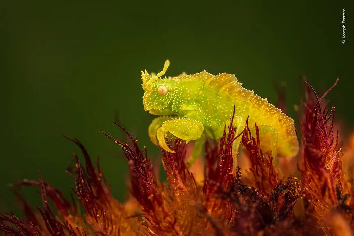 23 Wildlife Photos Shortlisted For The Natural History Museum People’s Choice Award