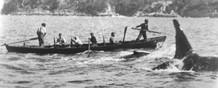 Old Thom - Orca Whaling Helper