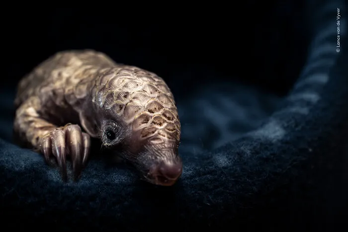 23 Wildlife Photos Shortlisted For The Natural History Museum People’s Choice Award