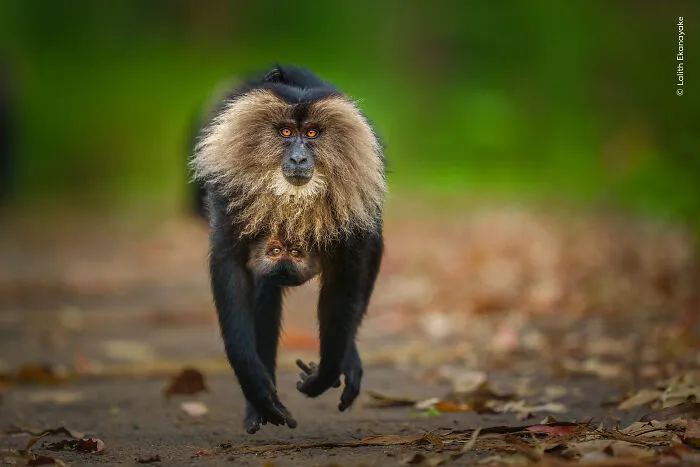 23 Wildlife Photos Shortlisted For The Natural History Museum People’s Choice Award