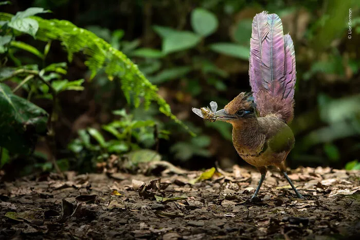 23 Wildlife Photos Shortlisted For The Natural History Museum People’s Choice Award