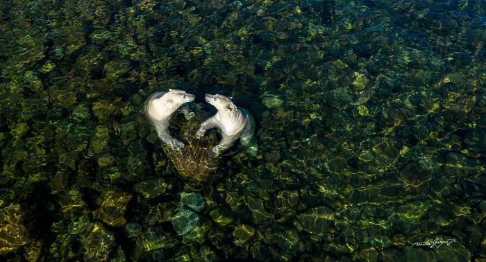 25 Breathtaking Wildlife Moments Captured By This Photographer