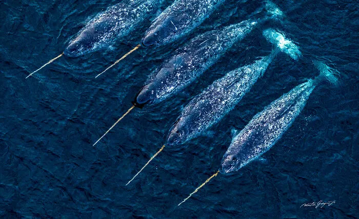 25 Breathtaking Wildlife Moments Captured By This Photographer