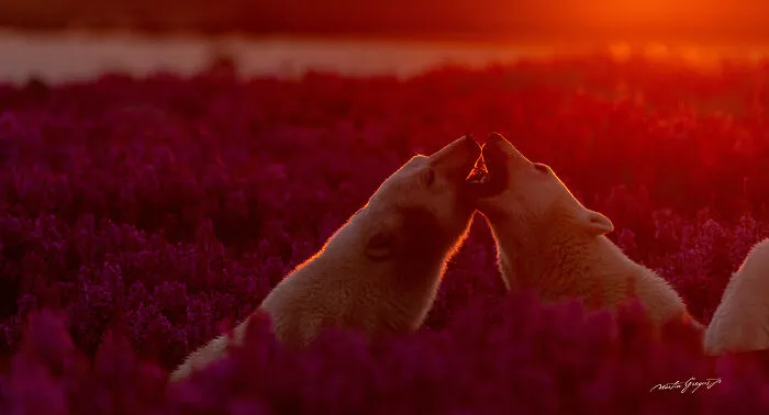 25 Breathtaking Wildlife Moments Captured By This Photographer