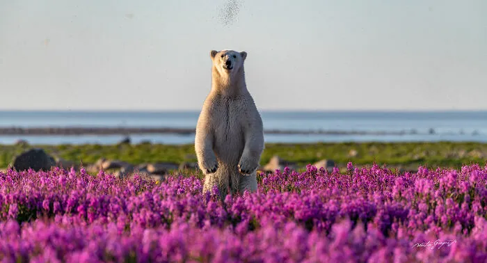 25 Breathtaking Wildlife Moments Captured By This Photographer