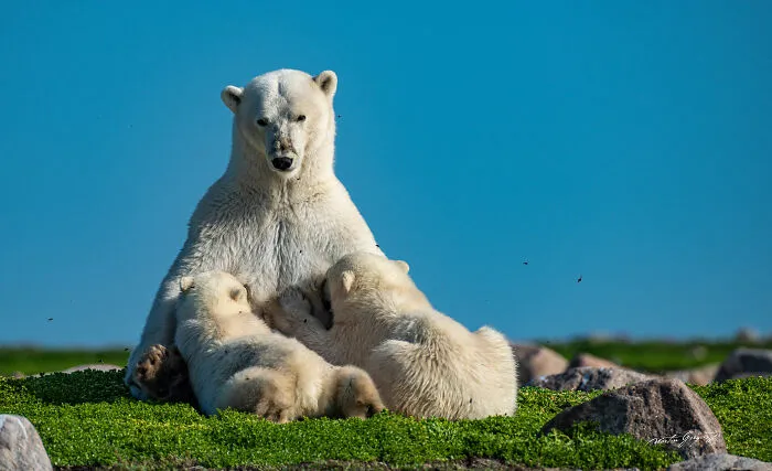 25 Breathtaking Wildlife Moments Captured By This Photographer