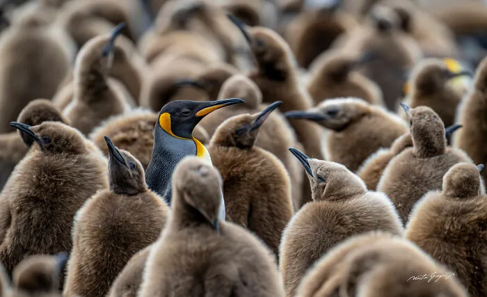 25 Breathtaking Wildlife Moments Captured By This Photographer