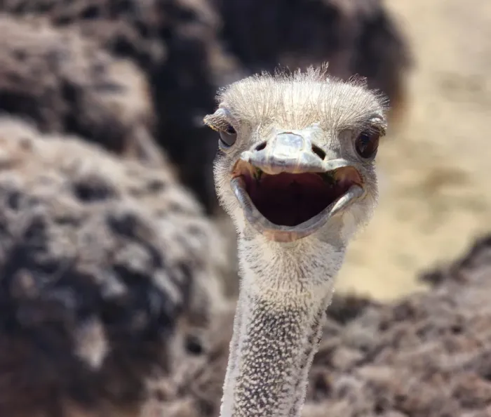 8# Ostriches