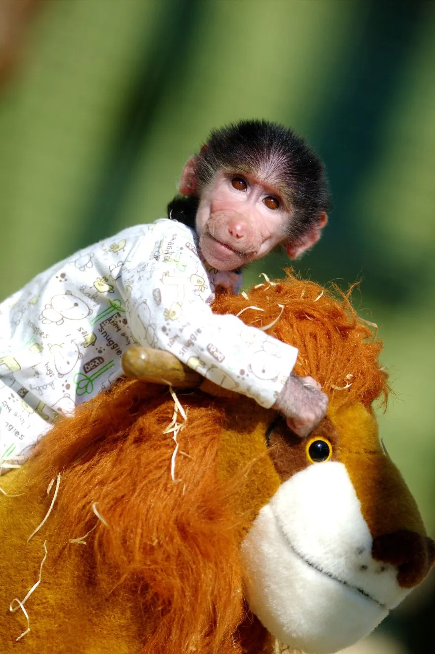 The World Melts Over Punch, The Rescued Baby Monkey From Japan. But In Macedonia, We’ve Been Living This Story For Years.