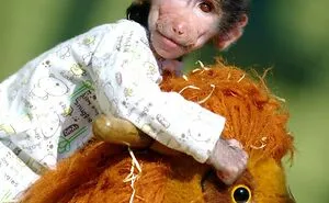 The World Melts Over Punch, The Rescued Baby Monkey From Japan. But In Macedonia, We’ve Been Living This Story For Years.