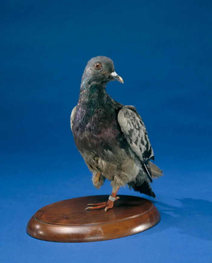 Cher Ami - WWI Homing Pigeon