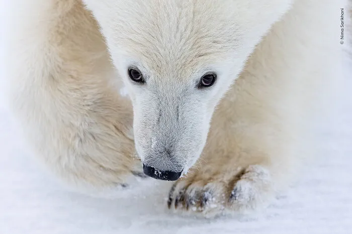 23 Wildlife Photos Shortlisted For The Natural History Museum People’s Choice Award