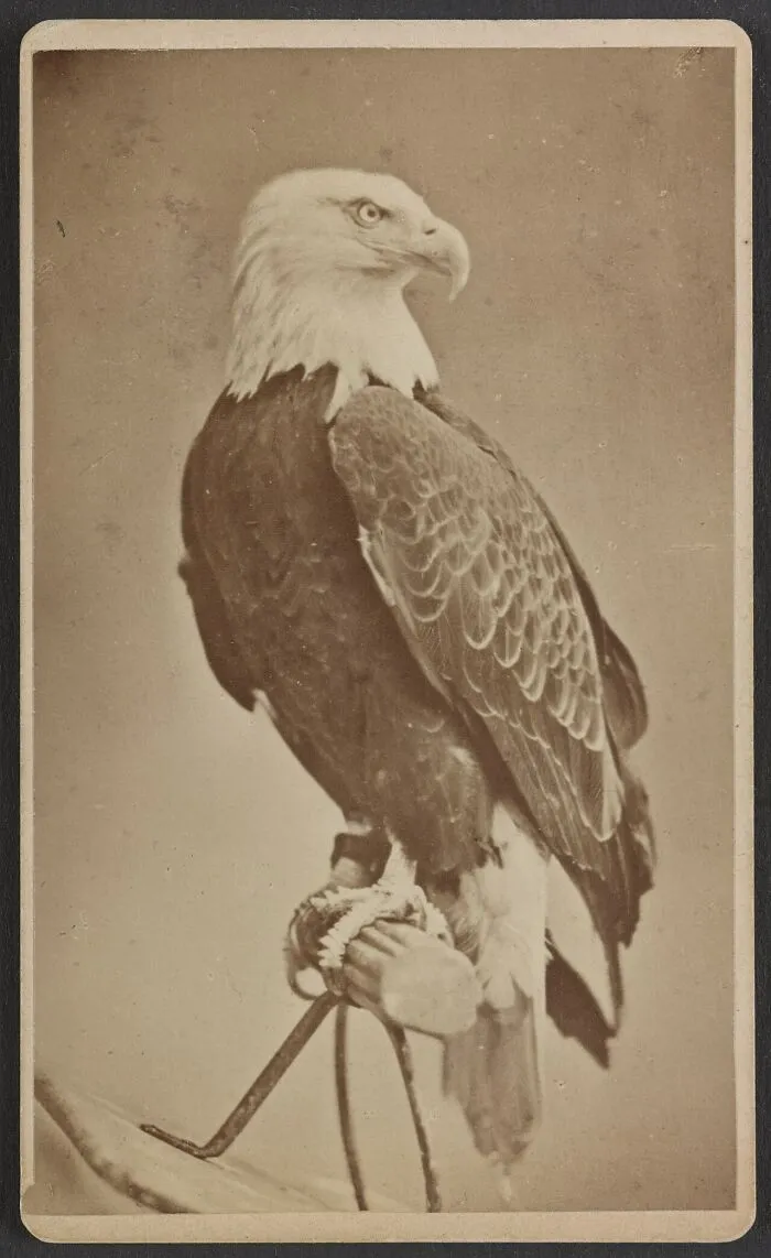 Old Abe - Civil War Eagle