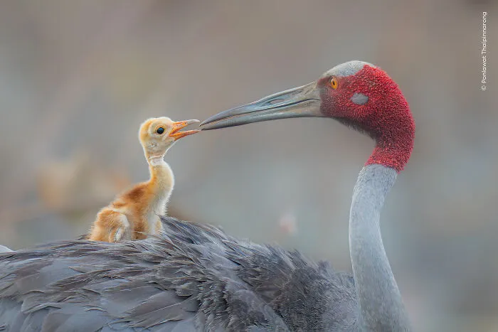 23 Wildlife Photos Shortlisted For The Natural History Museum People’s Choice Award