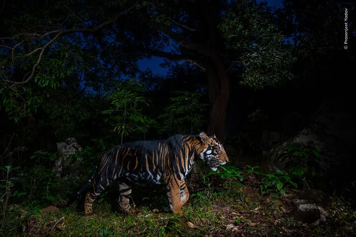 23 Wildlife Photos Shortlisted For The Natural History Museum People’s Choice Award
