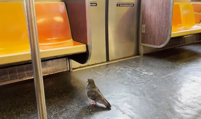 “I Was Speechless”: 75 People Share The Most Unhinged Things They Have Ever Seen On The Subway