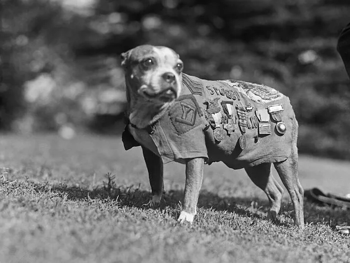 Sergeant Stubby - WWI Canine Soldier