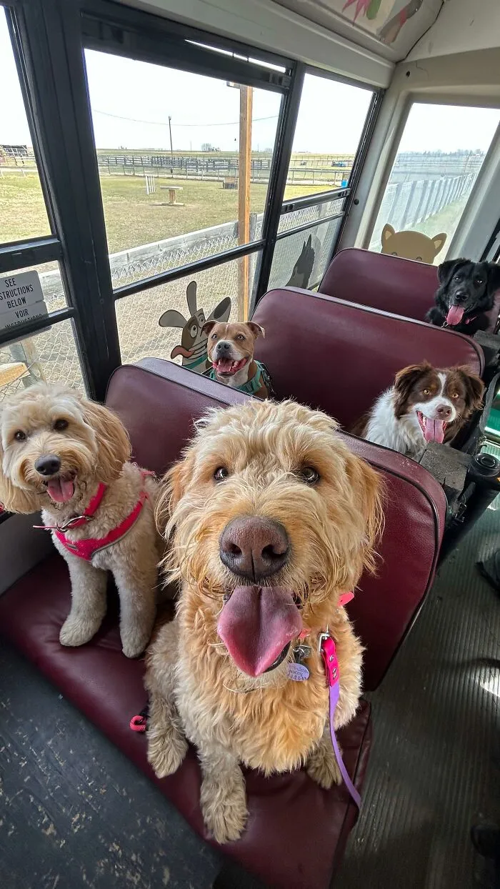 This Doggie School Bus Drives Pups To Daycare, And Here Are 50 Photos From Their Daily Trips