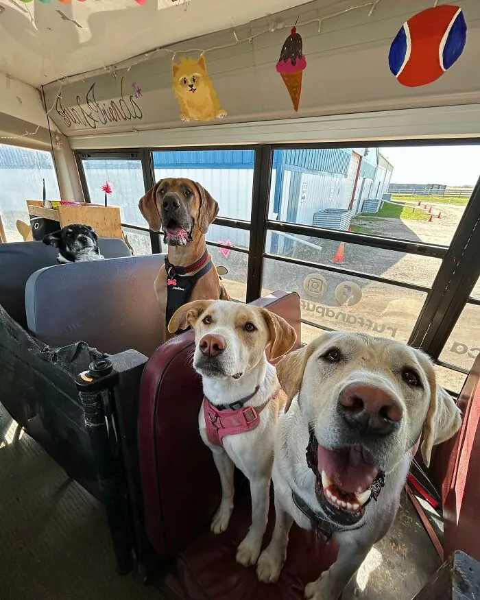 Four dogs inside a dog daycare riding on a real school bus with colorful decorations and windows showing outdoor scenery.