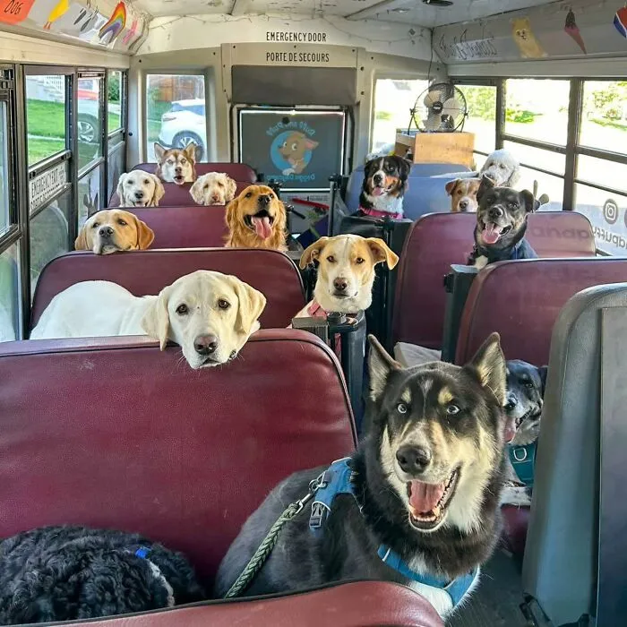 This Doggie School Bus Drives Pups To Daycare, And Here Are 50 Photos From Their Daily Trips