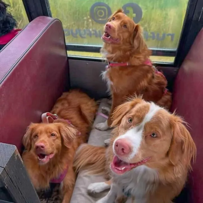 This Doggie School Bus Drives Pups To Daycare, And Here Are 50 Photos From Their Daily Trips