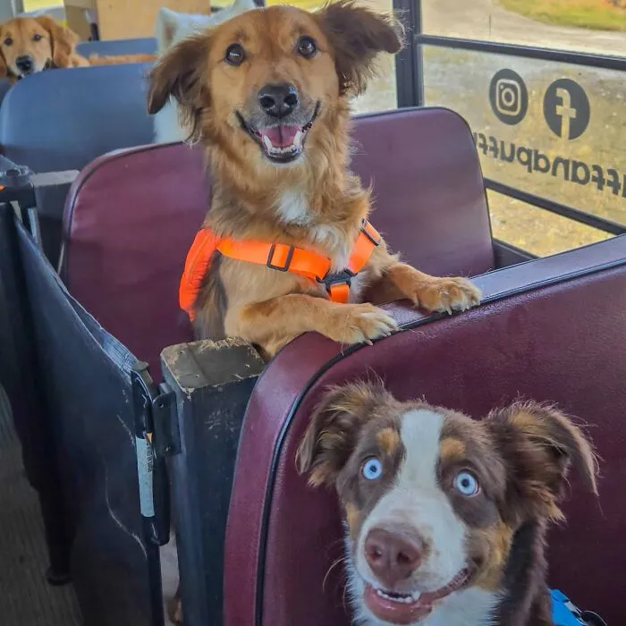 Two happy dogs wearing harnesses riding inside a dog daycare school bus on a fun pup pickup adventure.