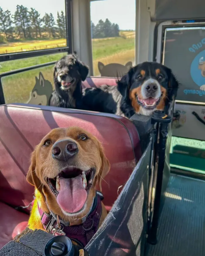 Three happy dogs riding inside a dog daycare school bus during a sunny countryside adventure trip.