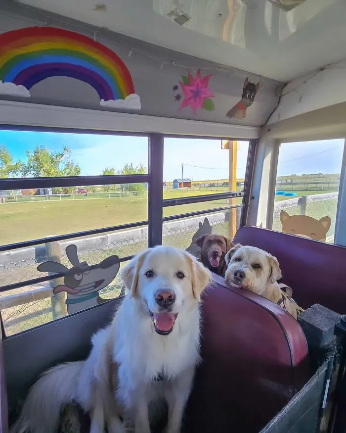 Three happy dogs sitting inside a dog daycare school bus decorated with colorful pet murals and a rainbow.