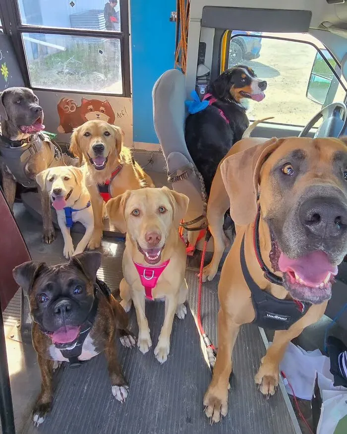 This Doggie School Bus Drives Pups To Daycare, And Here Are 50 Photos From Their Daily Trips
