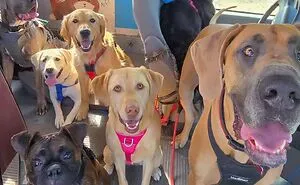This Doggie School Bus Drives Pups To Daycare, And Here Are 50 Photos From Their Daily Trips