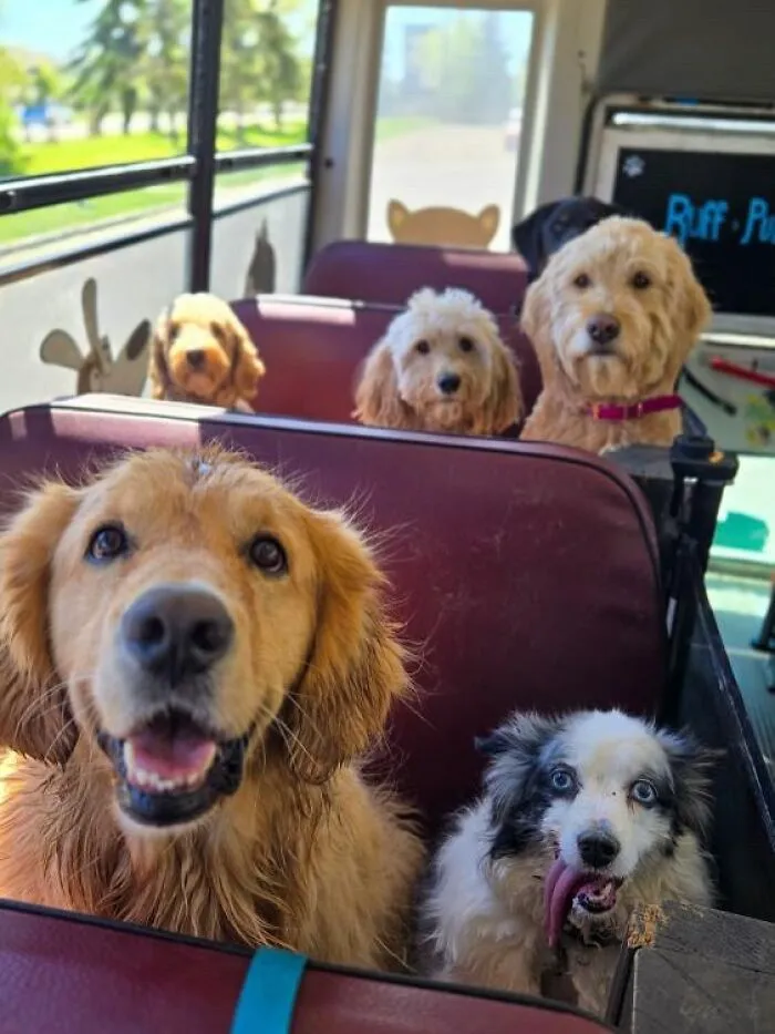 This Doggie School Bus Drives Pups To Daycare, And Here Are 50 Photos From Their Daily Trips