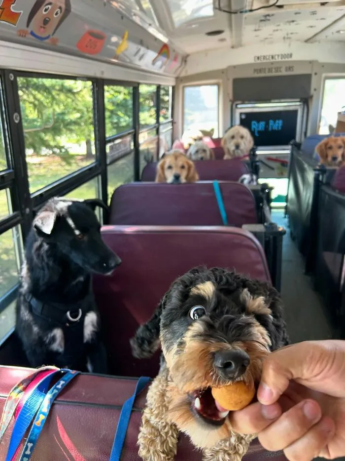 This Doggie School Bus Drives Pups To Daycare, And Here Are 50 Photos From Their Daily Trips