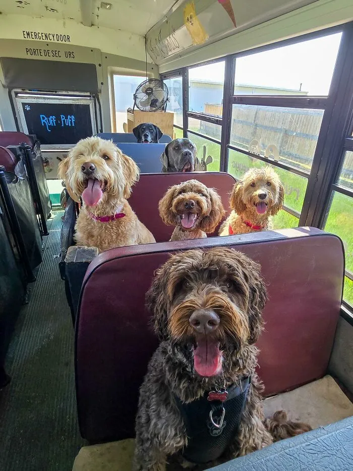 Several happy dogs riding inside a real school bus at a dog daycare pickup on a sunny day.