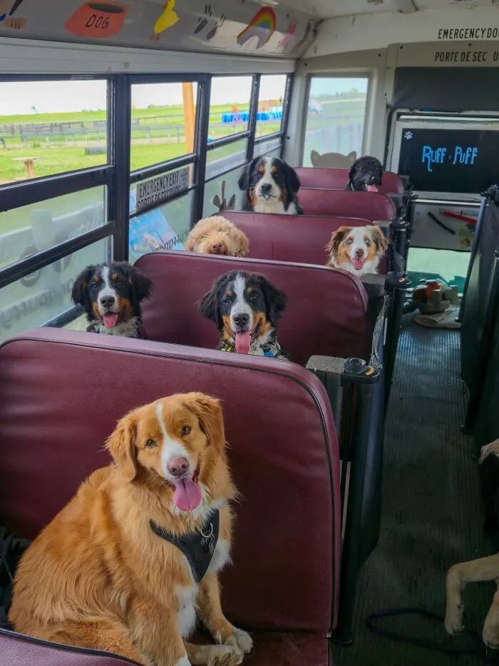 This Doggie School Bus Drives Pups To Daycare, And Here Are 50 Photos From Their Daily Trips