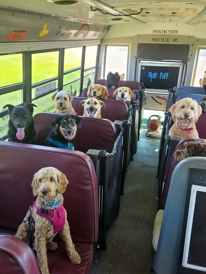 This Doggie School Bus Drives Pups To Daycare, And Here Are 50 Photos From Their Daily Trips