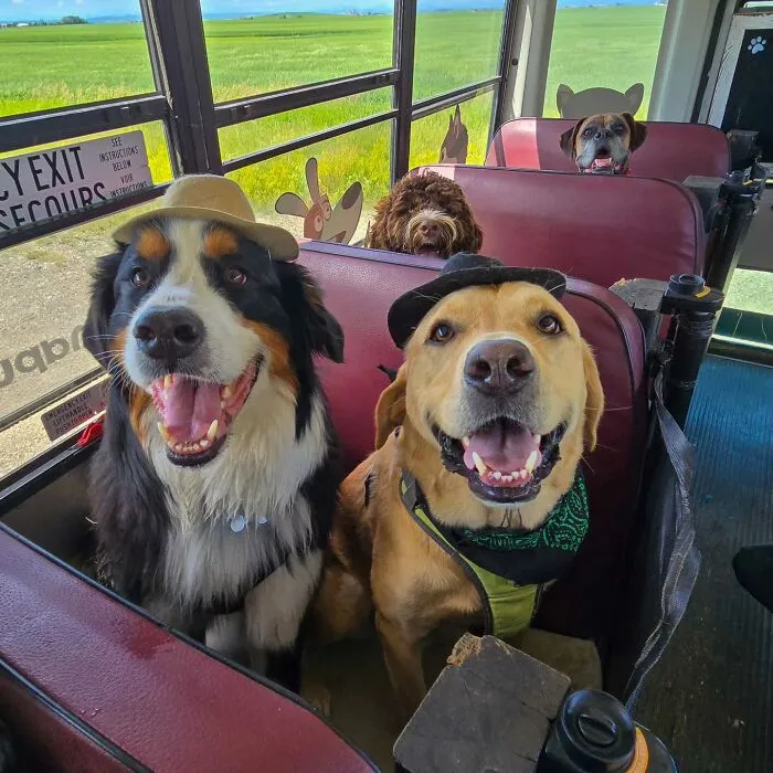 This Doggie School Bus Drives Pups To Daycare, And Here Are 50 Photos From Their Daily Trips