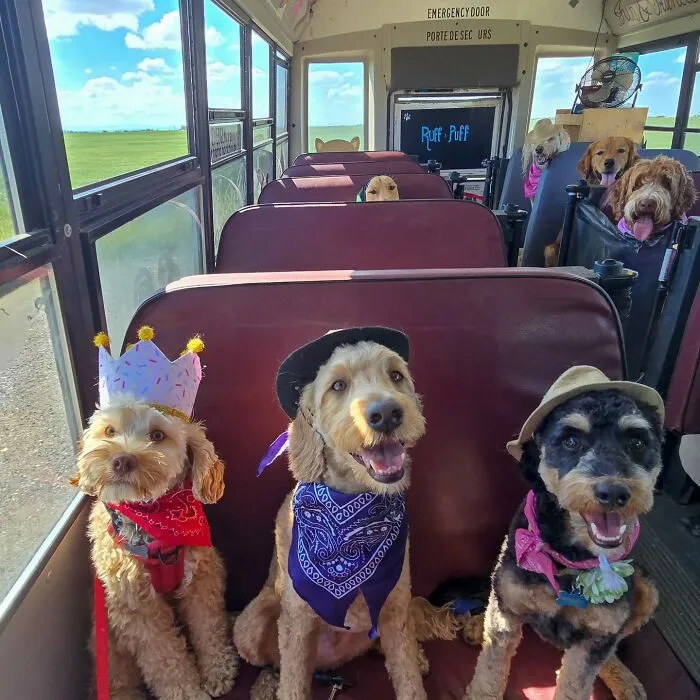 Dogs wearing hats and bandanas riding together inside a dog daycare school bus on a sunny day.