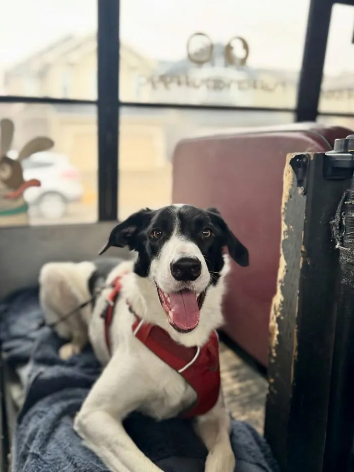 Happy black and white dog wearing a red harness sitting inside a dog daycare on a school bus for pups.