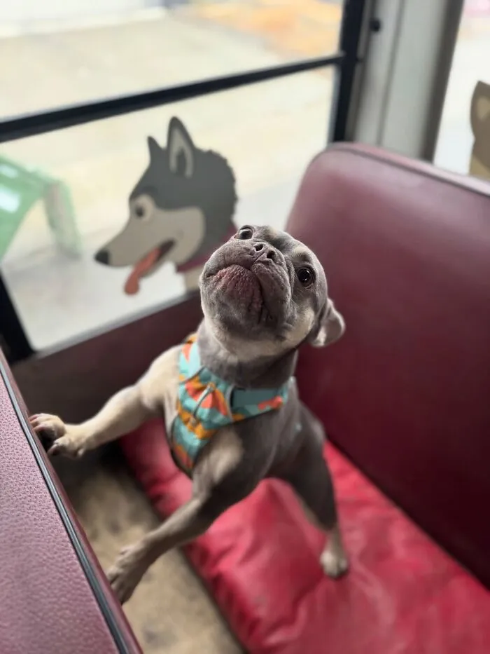This Doggie School Bus Drives Pups To Daycare, And Here Are 50 Photos From Their Daily Trips